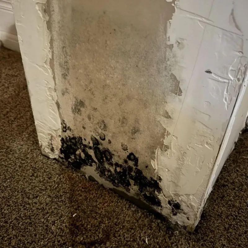 Professional Mold Removal in Saint Francis County, AR